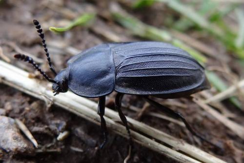 Réf. 186 226 : Silpha carinata